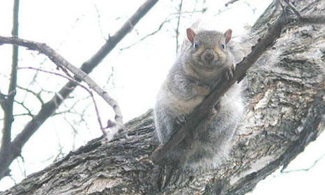 Écureuil rondouillard, relaxant sur une branche