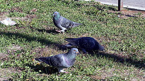 Quelques pigeons sur le gazon