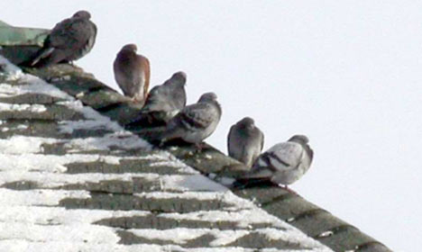 Pigeons sur un toit