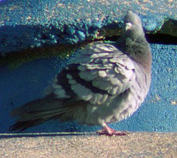 Pigeon au plumage volumineux